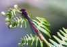 Red_Damselfly.jpg