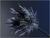 Electric thistle
