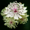 Astrantia2.jpg