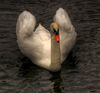 BLUEWATER_White swan_2.jpg