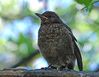 Blackbird (Turdus merula) DSC_0160.jpg