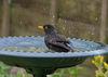 Blackbird_bath~0.jpg