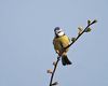 Blue Tit (Cyanistes caeruleus ) DSC_0015.jpg