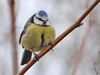 Blue Tit, Cyanistes caeruleus DSC_0033.jpg