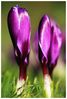 CROCUS 1.jpg