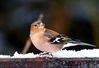 Chaffinch.jpg