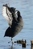 Coot.JPG
