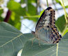 Cropped butterfly 1.jpg