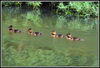 DSC_3129_Ducklings.jpg