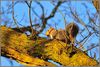 DSC_3810 Squirrel.jpg