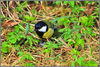 DSC_4815 Great Tit.jpg