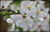 DSC_5399 Blackthorn.jpg