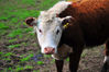 DSC_6628 Cow.jpg