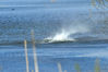 DSC_7071 Whirlwind.jpg