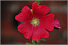 DSC_8227_Red_Flower.jpg