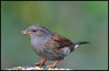 DSC_8927 Dunnock.jpg