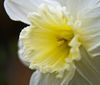 Daffodil_3228_cc.jpg