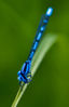 Damsel_Fly_on_stem2.jpeg