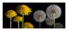 Dandelion Diptych_v3_IMGP7359_1pw.jpg