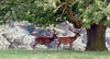 Deer under tree-1.jpg