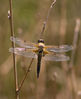 Dragonfly3.jpeg