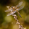 Dragon Fly
