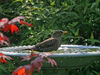 Female_Blackbird_(_DC_).jpg