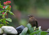 Female_Blackbird_(_s_)_edited.jpg