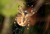 Garden Spider.jpg