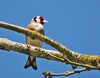 Goldfinch_(Carduelis_carduelis)_DSC_0186.jpg