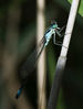 Greenhithelake032_Damsel.jpg