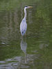 Heron___Reflection_(_CC_).jpg