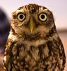 Hooo____he_'s just a little owl.jpg