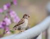 House_Sparrow_(Passer_domesticus)_DSC_0002.jpg