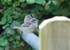 House_Sparrow_(Passer_domesticus)__DSC_0114.jpg