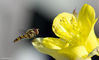 Hover_Fly-small.jpg