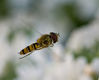 Hoverflies079_edited-1.jpg