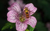 Hoverfly.jpg