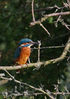 Kingfisher_(_Crop_)_s.jpg