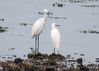 Little Egret.jpg