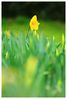 New Daffodil.jpg