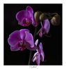 Orchid 1.jpg