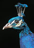 Filename=Peacock.jpg
Filesize=311KiB
Dimensions=636x900
Date added=Sep 27, 2009 Peacock.jpg