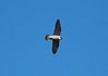 Filename=Peregrine DSC_0035.jpg
Filesize=36KiB
Dimensions=1000x708
Date added=Sep 30, 2009 Peregrine DSC_0035.jpg