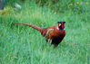 Pheasant.jpg