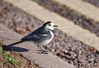 Pied_Wagtail_(Motacilla_alba)_DSC_0325.jpg