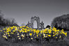 Priory___Daffodils.jpg