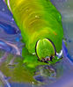 Privet hawkmoth_catterpillar.jpg