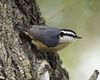 Pt_Mc_nuthatchl-10.jpg
