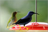 Purple_Honeycreeper_046_ecopy.jpg